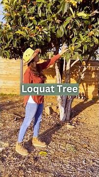 Loquat Fruit Tree: Perfect for Small Yards and Patios