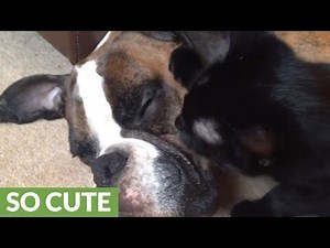 Cat gives dog extensive grooming session