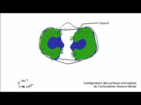 Anatomie du genou