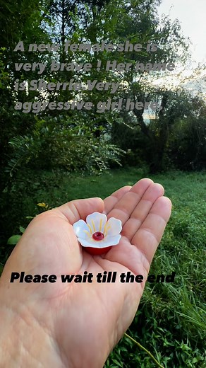 A new female hummingbird her name is Sherrie ! I never seen one this brave so aggressive. I am moving my hand while she is perched on it not afraid. Chasing away the male hummingbird oh my. You go girl ! 😮😳🤔 | Daniel Hipp