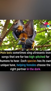 Male bats | Colors Of Nature