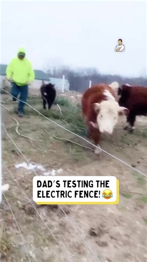 This donkey’s not here to be ignored!! 🫏😤 | Dad Jokes