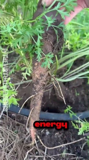 Carrots Aren’t Roots Exactly 🥕