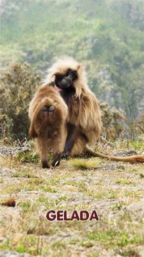 This is Gelada Monkey 🐒✨ #monkey #gelada