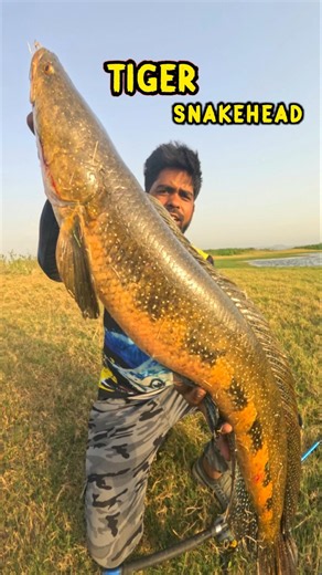Tiger Snakehead Catch | Frog Fishing | Snakehead Fishing | Maral Fishing | Fishing Rod | fish Video