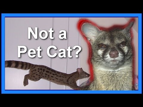 The Spotted Genet: NOT a Pet Cat!