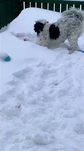 My Pyredoodle Dog Missy , She loves to play in the snow lol #toypoodle #mypetsies #pyredoodle #fypシ