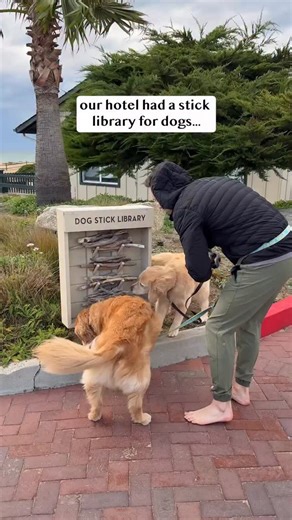 when your hotel has a stick library for dogs! | Ellie Golden Life