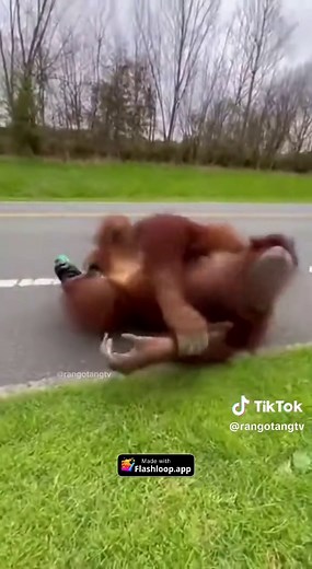 Discover Fun Facts About Orangutans