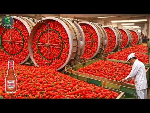 How Chili Peppers Are Processed Into Hot Sauce – Millions of Tons Every Year