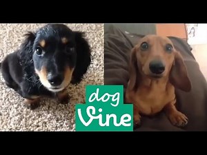 Funniest Cutest dog vines compilation #1