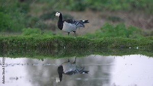 Barnacle Goose Barnta Leucopsis Eating and preening its feathers by the pond.