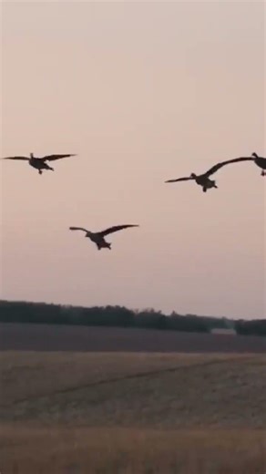 Perfect goose shot#usahunting #ukhunting #northamericahunting #britishhunting