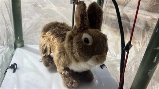 Scientists Create Robotic Rabbits to Fight Invasive Burmese Pythons in Florida