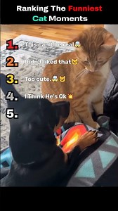 You Can't Stop Laughing at These Cats 😹 #catfails #funny #catcore