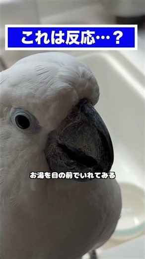 Yukimaru, who loves brewing tea: Can he react to the scent? #shorts