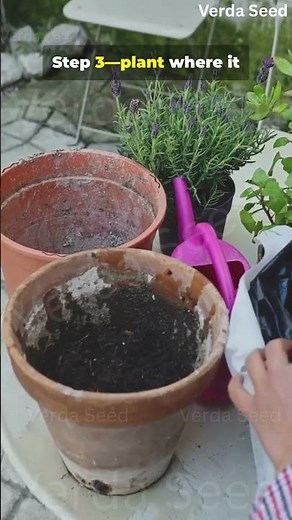 How to Grow Hibiscus in Pots — Easy for Beginners 🌺 | Balcony Gardening Made Simple