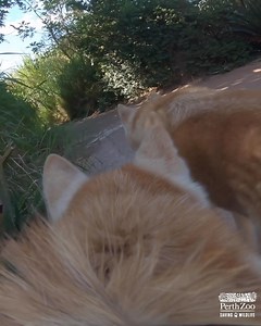 20K views · 1.2K reactions | Explore the Zoo via our Dingo Cam!  | Perth Zoo | Facebook