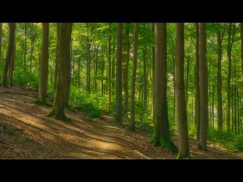 🌳 4K - Relaxing Nature Sounds For Stress Relief, Forest Sounds, Bird Song, No AI