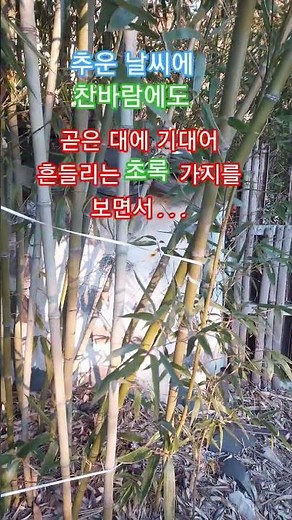 어느 대나무의 고백 #추운겨울 찬바람에도 #청청한 #대나무를 보면서 시낭송 넣어 #영상 #편집 했어요 #시를 듣고 보니 강함 이면에 아픔이 #시는 인생이랍니다