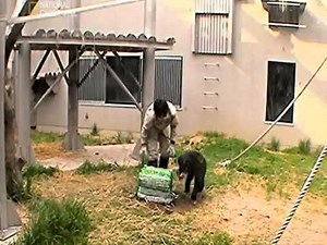 Chimpanzee Problem Solving