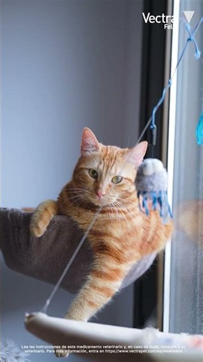 Con la llegada del calor, la actividad de algunos parásitos también aumenta 🐱