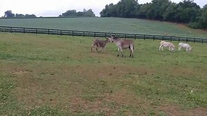 164K views · 10K reactions | Daily Dose of Donkeyness: yesterday's brief rainfall provided some respite from the intense heatwave we are in, and everyone was celebrating! | Little Longears Miniature Donkey Rescue | Facebook