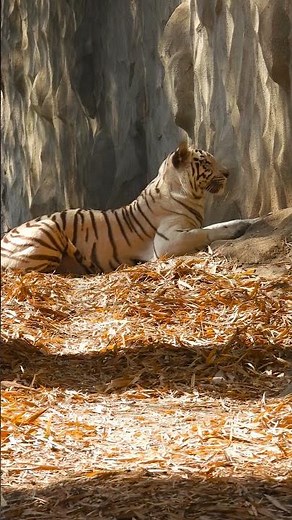 The Fight to Save the Royal Bengal Tiger: Conservation Efforts and Strategies