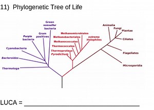 11) Phylogenetic Tree of LifeLUCA = __... | Filo