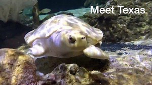 Happy World Sea Turtle Day! We celebrate these amazing creatures every year on June 16th. But with 8 million tons of plastic dumped in our oceans every year, these amazing creatures are under threat. In fact, six out of seven species of marine turtle are threatened with extinction. Plastic pollution is one major threat to sea turtles. In fact, one sea turtle out of two has ingested plastic - often mistaking it for food such as jellyfish. We all have a role to play in fighting back against the pl