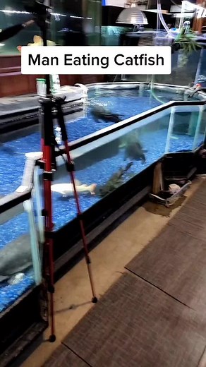 Devil Goonch Catfish - Man Eating Catfish