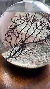 I made my wife a large Hawaiian red shrimp aka Opae Ula open ecosphere