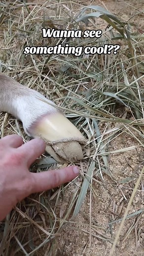 Understanding Eponychium: The Role of Foal Feathers