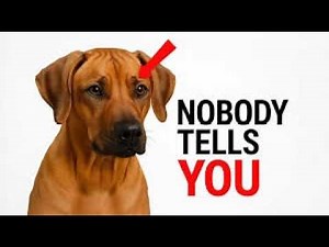 The Hidden Truth About Rhodesian Ridgebacks That Nobody Tells You