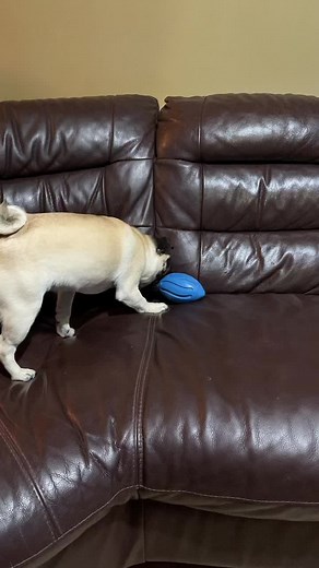 Playful Fawn Pug Dog Engaging with Blue Toy