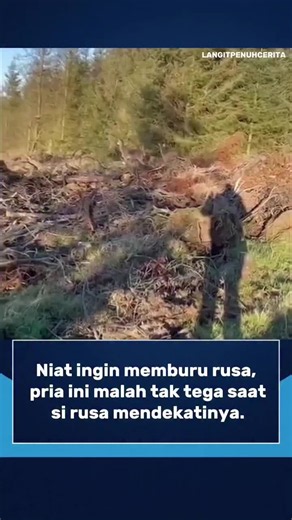 Seorang pria yang awalnya berniat memburu rusa di tengah hutan justru mengalami momen tak terduga. Saat ia bersiap, rusa yang dilihatnya bukannya kabur, tetapi malah perlahan mendekat. Kedekatan singkat itu membuat pria tersebut mengurungkan niatnya. Ia memilih menahan diri dan membiarkan rusa itu pergi, menciptakan momen yang terasa begitu menyentuh. Follow Akun Ini Untuk Video Menarik Lainnya. ©All Rights and Credits Reserved To The Respective Owner(s). Please Contact Us For Credit or Removal.