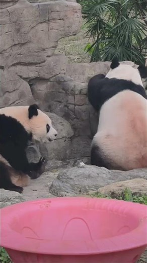 The Ultimate Animals Cuteness Compilation 2026 🐼