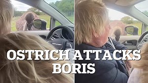 Hilarious moment Boris Johnson is attacked by an OSTRICH during safari trip as his wife admits footage was 'too funny not to share'