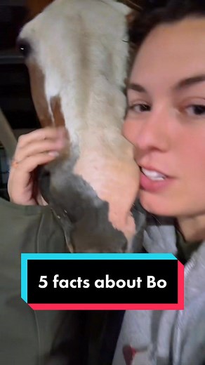 5 Facts About Bo: American Paint Horse and More!