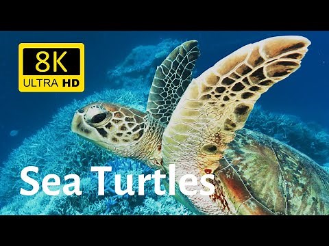 Impressive underwater shots of various sea turtles in 8K [Ultra HD]