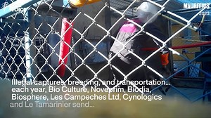 Animal testing: investigation from One Voice in Mauritius into long-tailed macaque breeding farms.