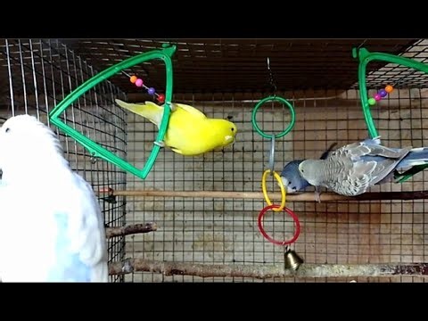 Budgie Playground Madness: 5 Minutes of Pure Parakeet Fun!