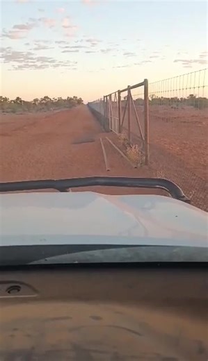 My thoughts and experience says pull the dreaded Dingo fence down. It's environmental vandalism❗️ The Dingo fence is a complex issue, isn't❓️ It's amazing how a structure meant to protect livestock has ended up having such a significant impact on Australia's ecosystem. The fence's role in controlling Dingo populations has led to an increase in herbivores like kangaroos and rabbits, which can have devastating effects on the environment. And the costs❗️Not just the $10 million annual maintenance, 