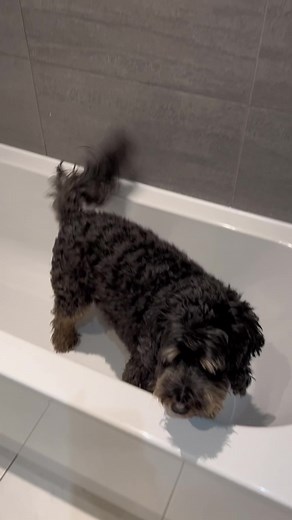 I know a lot of dogs hate baths but Buddy is so good with them. #bathtime #muddydog #dogbathtime #cockapoosoftiktoks #cockapoo #dogsoftiktok