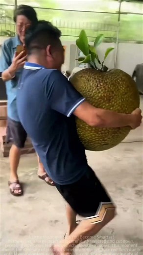 The process of harvesting jackfruit