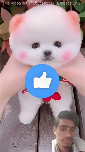 #whowillbemylifepartnerta #lifeisbutadreamphotochal #photochallange #cat lange #lifeisbutadream