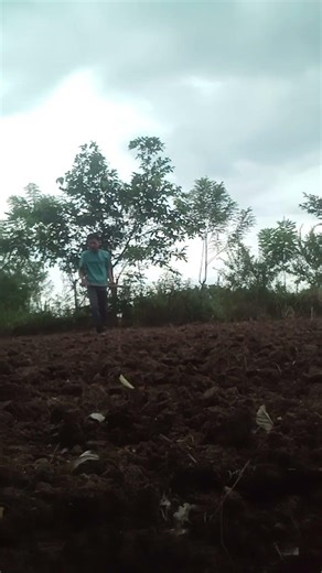 proses pembuatan padi secara manual