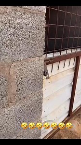 411K views · 9.8K reactions | #FaintingGoat #FunnyGoat #GoatFails #GoatVideos #GoatFaint #FaintingAnimals #ViralGoat #ComedyGoat #GoatReactions #FallingGoat | Friend of animals سنابات أسامة الدغيري | Facebook