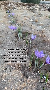 Most people don’t know this 🌸 Saffron comes from a flower, not a seed or a tree. Each flower makes just three red threads—picked by hand. That’s why it’s the world’s most expensive spice. And once you plant it? It multiplies and comes back every year. Rare spice. Simple plant. | Shesrootedhomesaffron