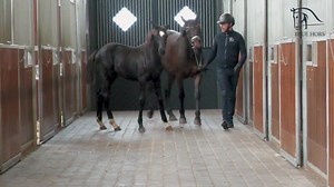 헕헹혂헲 헛헼헿혀 험헹헶혁헲 헙헼헮헹 헔혂헰혁헶헼헻 --- 헞헼헹헮헻헼 Colt by BLUE HORS KINGSTON -...